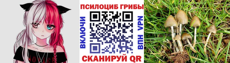 блэк спрут зеркало  Мурино  Псилоцибиновые грибы прущие грибы 